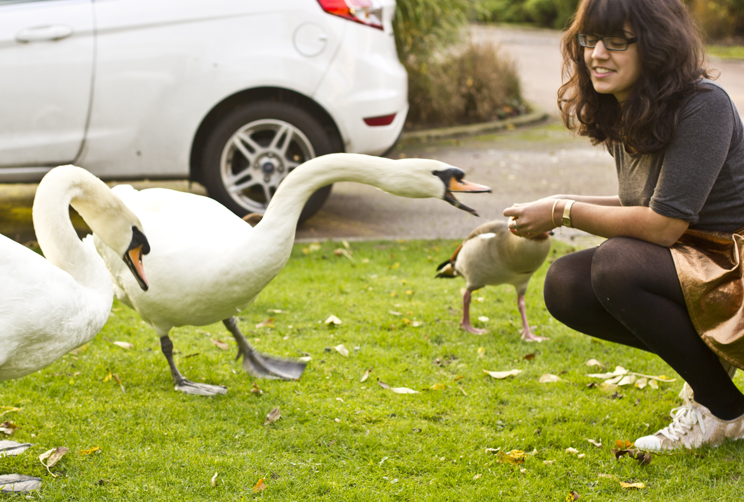 how-to-feed-swans-by-yourself